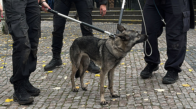 VIDEA TÝDNE: Fenka v metru, střelba ve Smržovce a srážka vlaků