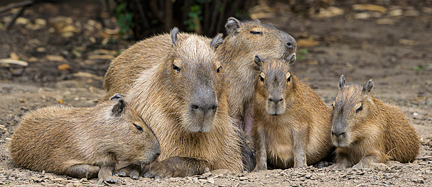 Co na těch kapybarách všichni vidí? Za hezkého počasí to zjistíte v Troji