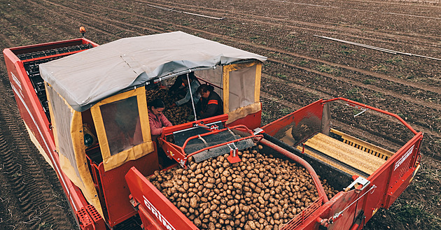 Ročně až tři tisíce tun brambor. Rodinná farma vsadila na netypické plodiny