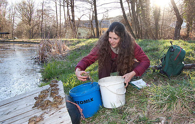 Brání žabímu masakru. Žena chytá ropuchy a pomáhá jim překonat smrtelnou pouť