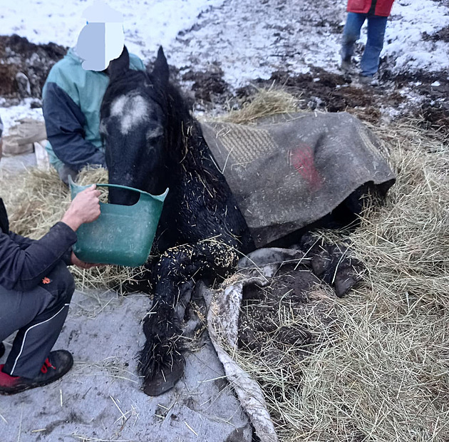 Slabý kůň nedokázal vstát z promrzlé země, na nohy ho postavili hasiči se sítí