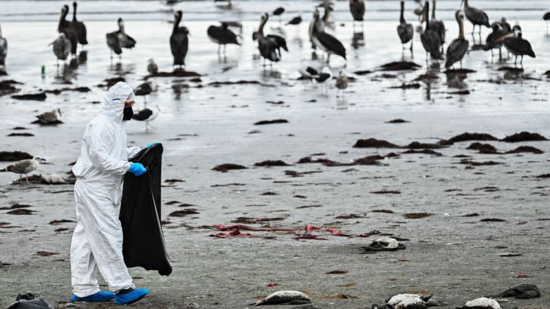 Lockdowny a pandemie: Vědci modelovali, jak by se zmutovaná ptačí chřipka mohla vymknout kontrole