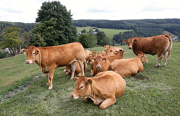 Chovatelům skotu se dařilo. Zemědělci si podle odhadu polepšili o 68 procent