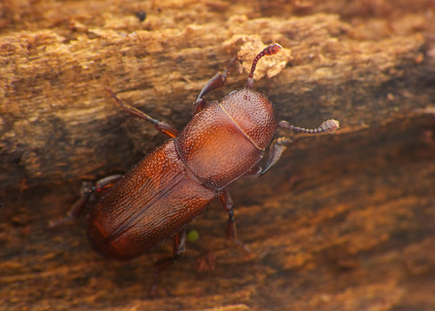Vzácného brouka vědci spatřili po více než sto letech. V starodubech na Soutoku