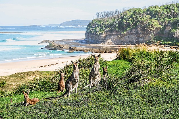 Povinné volby i jiný přístup k migrantům. Co vše je u protinožců obráceně
