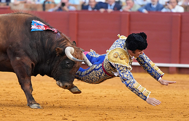 Slavného toreadora nabodl býk v sevillské aréně. Těžce ho zranil na citlivém místě