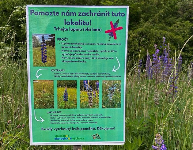 Likvidujte vlčí bob, vyzývají ochránci v Krnově. Lupina se šíří podhůřím Jeseníků