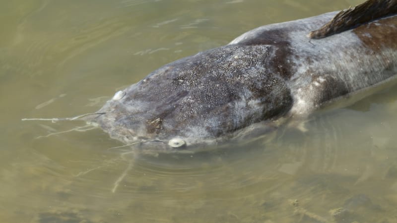 Do plavce na Chebsku se zakousl sumec. Jít o dítě, mohl být průšvih, líčil muž s krvavou ranou