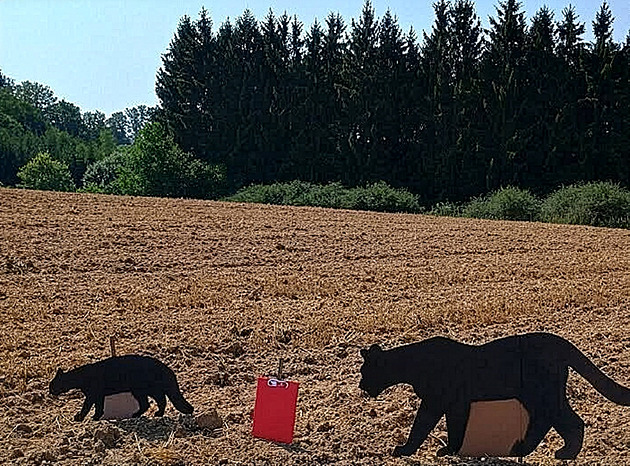 Po poli nešla velká šelma, ale kočka, ukázala zooložka testem s maketami